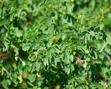 Le Moringa Oleifera, arbre de vie : propriétés, bienfaits et atouts santé