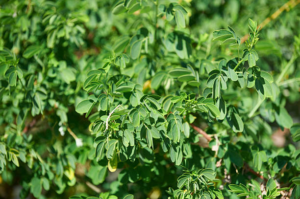 Le Moringa Oleifera, arbre de vie : propriétés, bienfaits et atouts santé