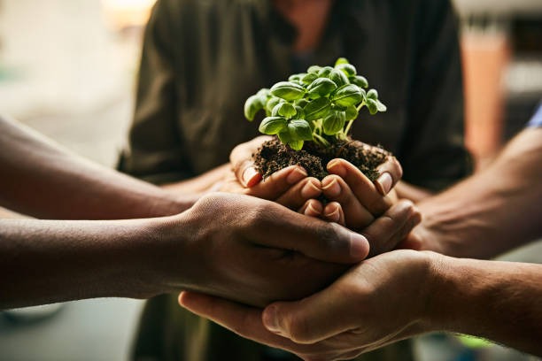 Comment tirer profit des plantes africaines ?