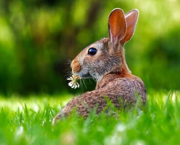 Comment choisir la cage et les accessoires idéaux pour un lapin nain?