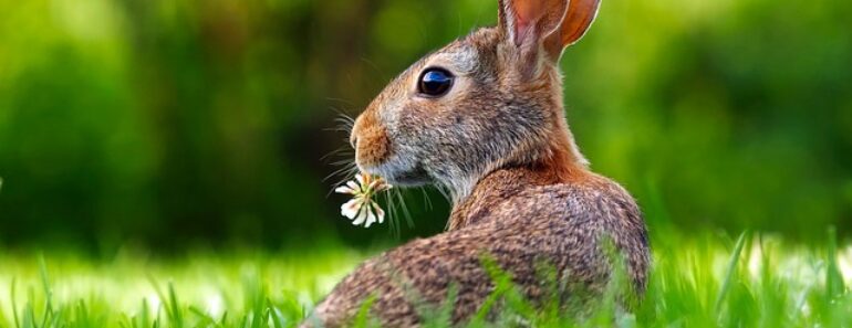 Comment choisir la cage et les accessoires idéaux pour un lapin nain?