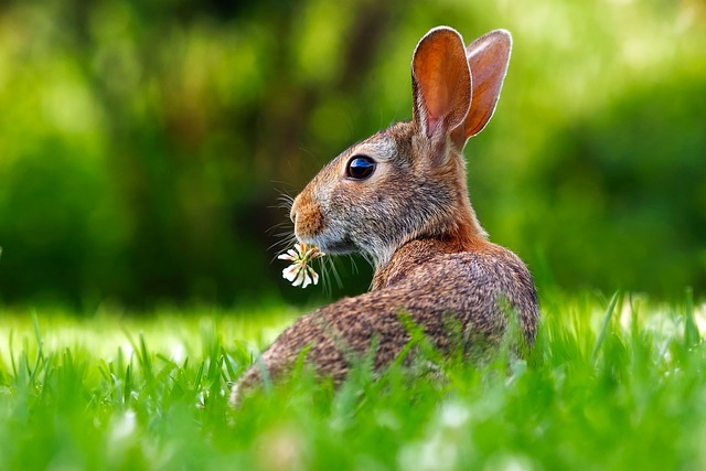Comment choisir la cage et les accessoires idéaux pour un lapin nain?