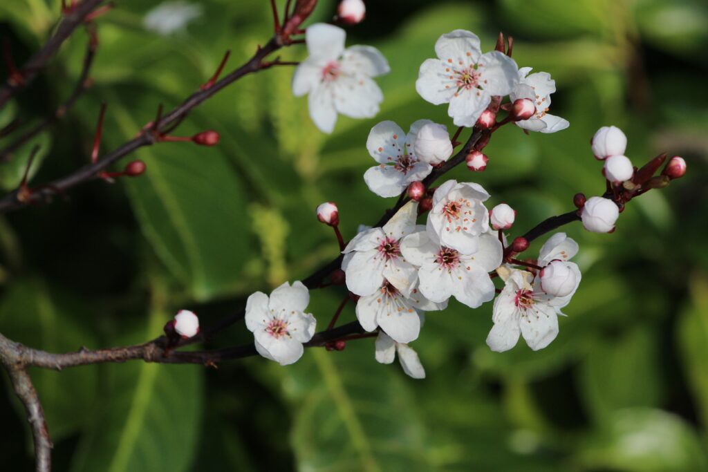 Découvrez les incroyables bienfaits du miel de manuka
