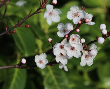 Découvrez les incroyables bienfaits du miel de manuka