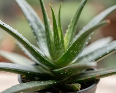 Aloe vera : la plante miracle pour la peau